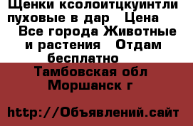 Щенки ксолоитцкуинтли пуховые в дар › Цена ­ 1 - Все города Животные и растения » Отдам бесплатно   . Тамбовская обл.,Моршанск г.